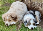Miniature Australian Shepard<br/>PUPPIES!!!!