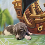 AKC Newfie Puppies<br/>9 of 11 AKC Newfoundland Puppies