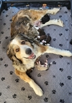 Great Bernese Puppy<br/>Last Female of Litter Ready for Forever Home