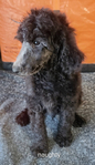 puppy<br/>AKC Standard Poodles