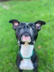 Bishop- a Boxer Mix<br/>Saved from Euthanasia- Needs a Home!