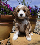 Bernedoodle Puppies<br/>Australian Bernedoodle Puppies
