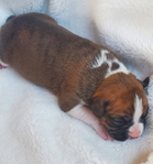 BOXER PUPPIES!<br/>Pure-Bred AKC registered.