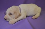 Dogs<br/>Excellent Hybrid Retriever puppies & started dogs available!
