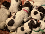 Wirehaired Pointing Griffon<br/>Wirehaired Pointing Griffon Puppies For Sale