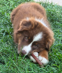 Australian Shepherd <br/>not your typical Australian Shepherd
