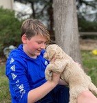 DOODLE PUPPIES!<br/>Goldendoodles, Aussiedoodles,  Bernedoodles, Cockapoos
