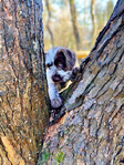 Wirehaired Pointing Griffon<br/>Wirehaired Pointing Griffon Puppies For Sale