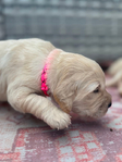 Golden Retriever<br/>AKC Puppies