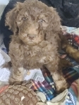puppy<br/>AKC Standard Poodle