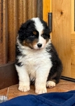 Puppies<br/>Australian Shepherd