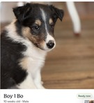 Scottish Collie<br/>Last Few Wonderful Scottish Collie Puppies!