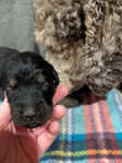 puppy<br/>F1 standard Bernedoodles