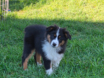 Australian Shepherd <br/>not your typical Australian Shepherd