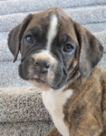 Boxer Puppy- Male<br/>Pure-Bred Male Boxer Puppy, AKC Registered!