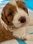 Dog<br/>8 stunning Golden Mtn. Doodle puppies for sale