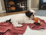 PUPPIES--<br/>10 WEEL OLD FULL BRED SHIH TZUS FOR SALE