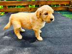 Goldendoodle