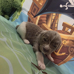 AKC Newfie Puppies<br/>9 of 11 AKC Newfoundland Puppies