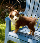 Miniature Australian Shepard Puppies<br/>Pure Bred ASDR Registered