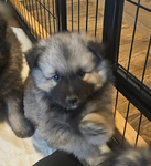 Keeshond Puppies