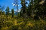 Basalt<br/>123 Wapiti Way