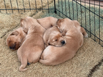 AKC Golden Retriever Puppies<br/>AKC Golden Retriever Puppies
