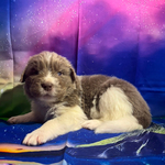 AKC Newfie Puppies<br/>9 of 11 AKC Newfoundland Puppies