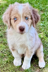 Miniature Australian Shepard<br/>PUPPIES!!!!