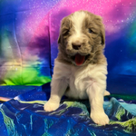 AKC Newfie Puppies<br/>9 of 11 AKC Newfoundland Puppies