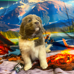 AKC Newfie Puppies<br/>5 of 11 AKC Newfoundland Puppies