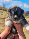 Siberian Husky Puppies
