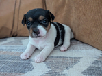 Jack Russell Terrier <br/>Purebred Jack Russell Terrier