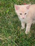 Kittens<br/>KITTENS Kremmling