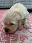 Golden Retriever<br/>AKC Puppies
