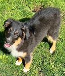 Miniature Australian Shepherd PUPPIES