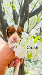 AKC Cavalier King Charles Spaniel Puppies<br/>3 Females & 1 Male Available