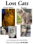 Light and dark gray fluffy cats.<br/>Lost Cats!