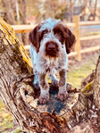 Wirehaired Pointing Griffon<br/>Wirehaired Pointing Griffon Puppies For Sale