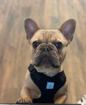 Male French Bulldog<br/>Frankie the French Bulldog