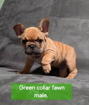 French Bulldog <br/>Akc French bulldog pups