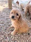 Miniature Goldendoodle Puppies<br/>Miniature Goldendoodle Puppies!