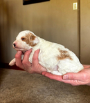 Adorable Cavapoo Puppies<br/>Cavapoo