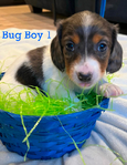 Longhair Dachshund AKC pups!<br/>DNA Tested AKC registered trained pups! 6 wks old!