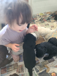 puppy<br/>AKC STANDARD POODLES