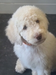 puppy<br/>AKC Standard Poodle