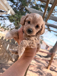 Miniature Goldendoodle Puppies<br/>Miniature Goldendoodle Puppies!