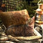 *Manx Kitty*