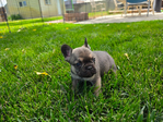 French Bulldog AKC <br/>AKC French bulldog