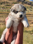 Siberian Husky Puppies